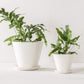 Convivial Ivory Minimal Planters