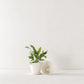 Convivial Ivory Minimal Planters