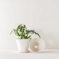 Convivial Ivory Minimal Planters