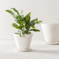 Convivial Ivory Minimal Planters