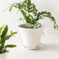 Convivial Ivory Minimal Planters