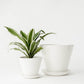 Convivial Minimal Vases
Jungle Pillows