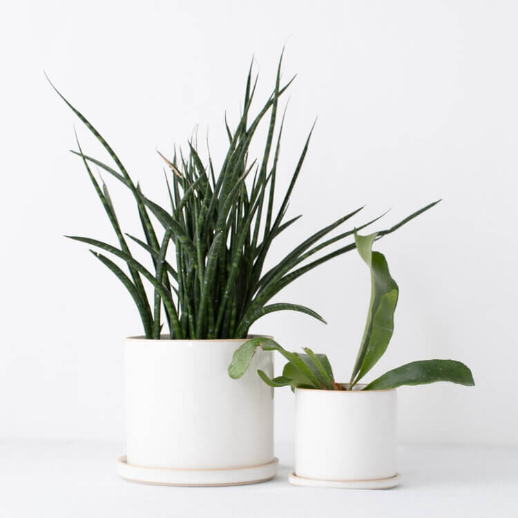 Convivial Minimal SAND Planters
Jungle Pillows